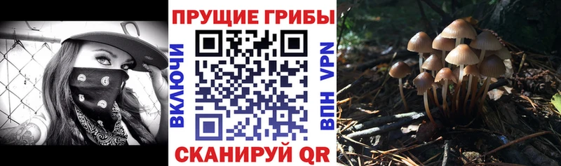 купить наркотики цена  Жуковский  Галлюциногенные грибы GOLDEN TEACHER 